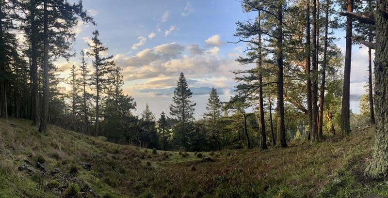 Salish Sea forest